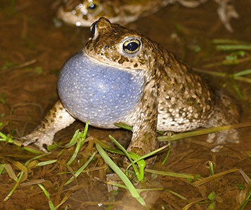 FrogNET